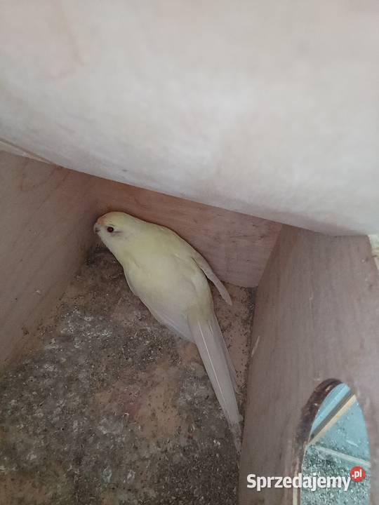 Modrolotki kozie pary legowe