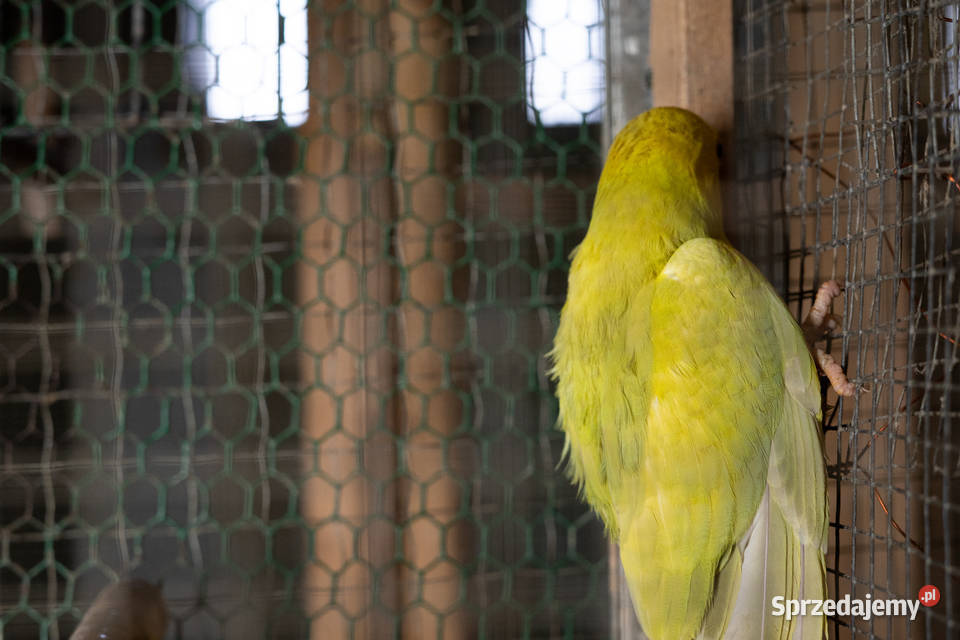 Aleksandretty Obrożne Lacewing Chmielnik sprzedam