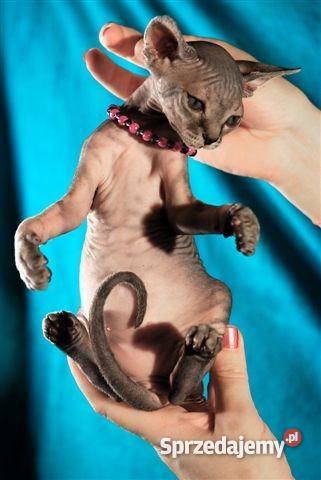 SPHYNX CANADIAN Zaprasza Cattery De TrojanS