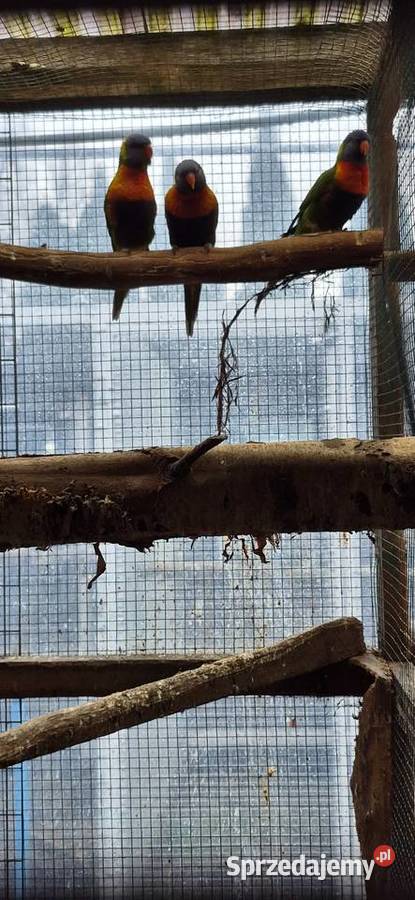 Redukcja hodowli papug Grodzisk Wielkopolski