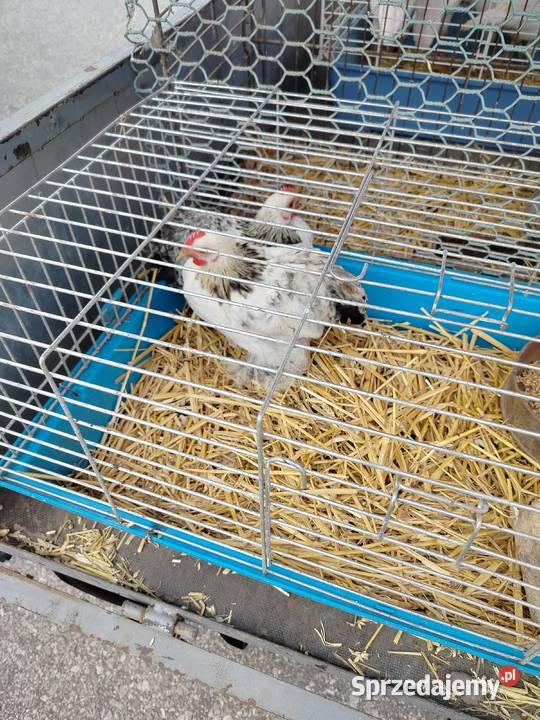 Młode kogutki kochin miniaturka Ptaki Łęczna sprzedam