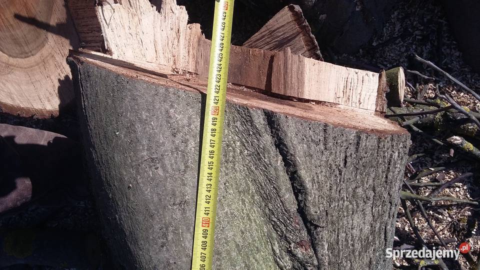 Ścięty orzech sprzedam Leśnictwo Gorzyce