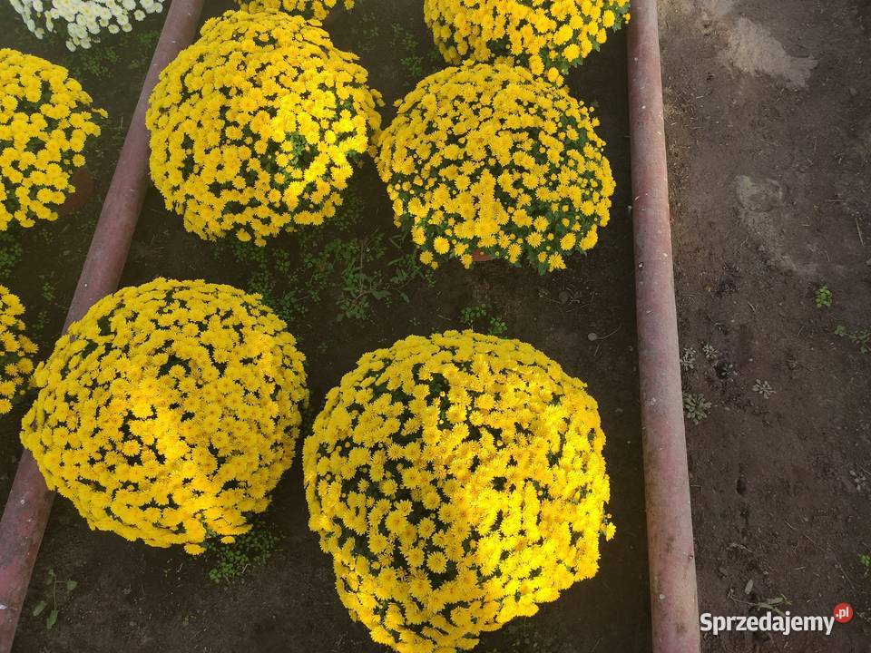 Sprzedaż Chryzantem Małkinia Górna