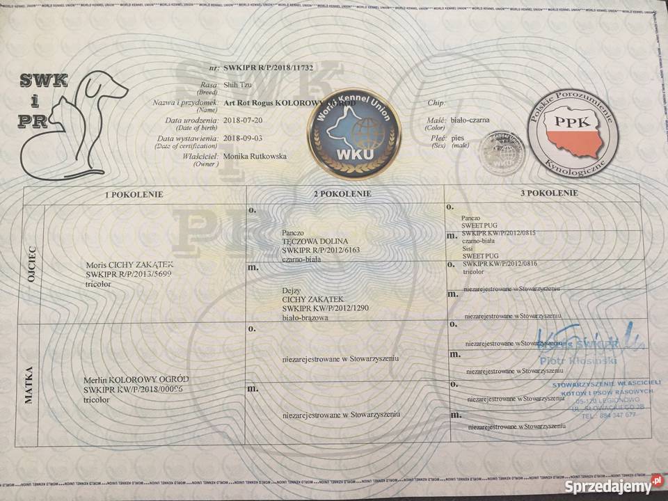 Reproduktor shih tzu