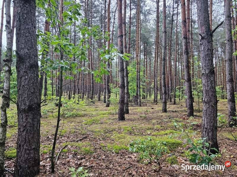 wynajmu działki Mogilno 600m2 rekreacyjna