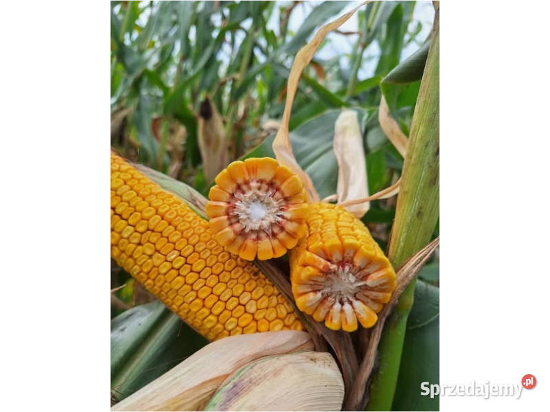 Materiał siewny kukurydza MAS 23M FAO 250 kujawsko-pomorskie Chełmno