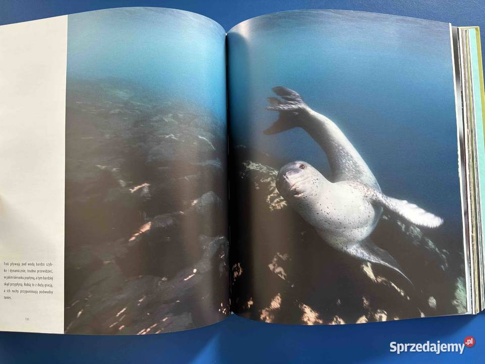 Książka Nurkowa Antarktyka Podwodne Zauroczenie śląskie Bytom