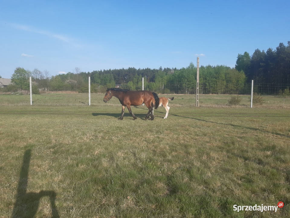 Sprzedam Dom na dużej działce wolnostojący mazowieckie Adampol