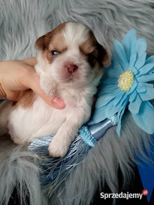 Piękny biało złoty piesek rasy ShihTzu Psy Kluczbork