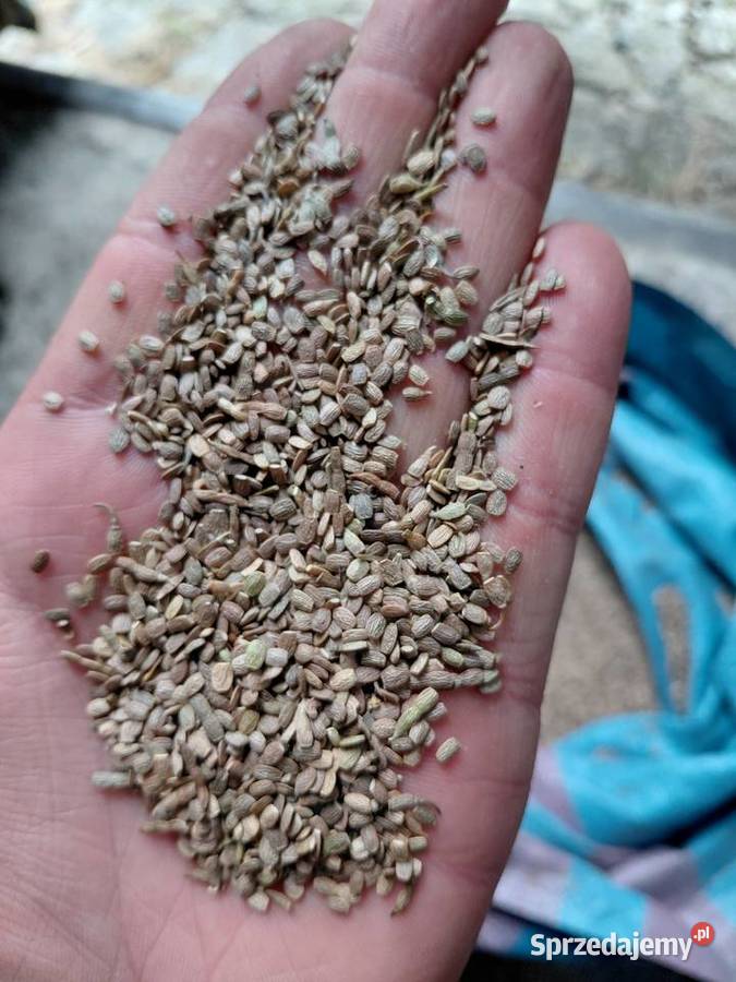 Sprzedam saladera Olszówka