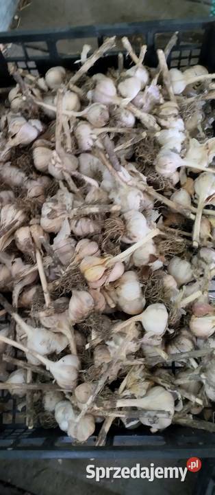 Ziemniaki Bell Rossa vineta cebula czosnek por Rośliny okopowe lubelskie Chełm