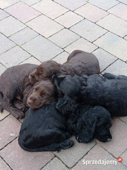 Śliczne szczeniaczki Cocker spaniel Jerzmanowice