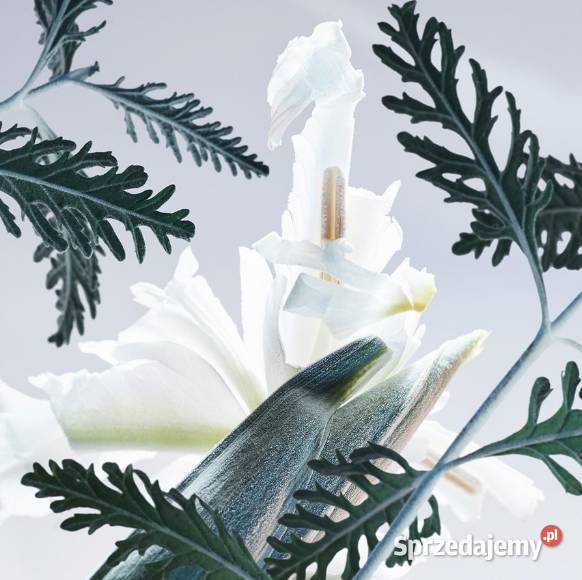 Perfumy męskie Bvlgari Glacial Essence doskonałe