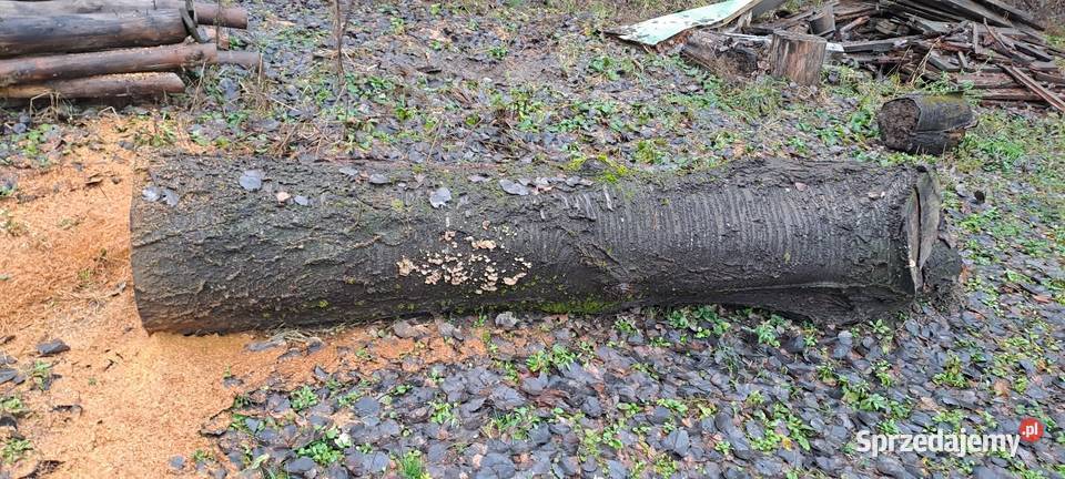 Czeresnia w klocu Krasnystaw sprzedam