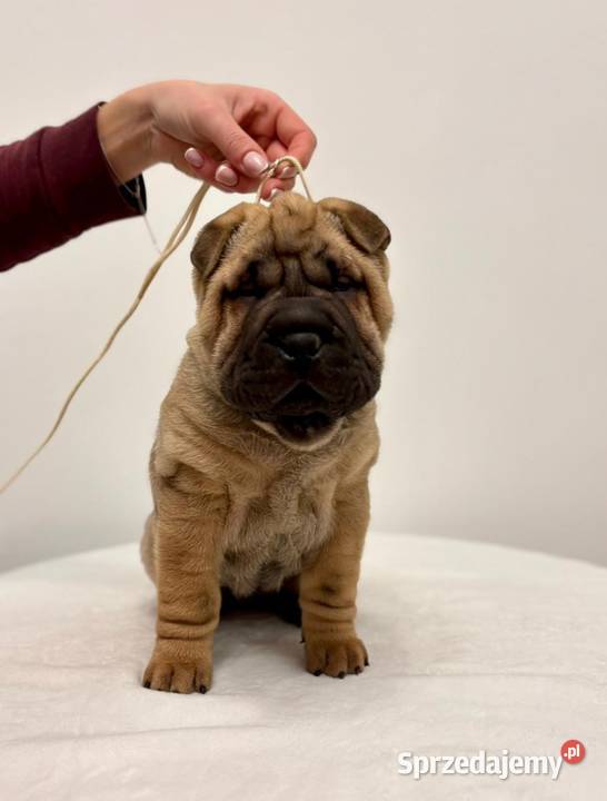 Szczenięta Shar Pei FCI kujawsko-pomorskie Piotrków Kujawski
