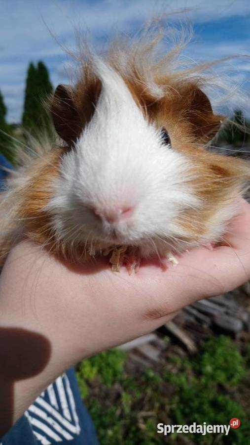 Świnki morskie rozetki Zamość sprzedam