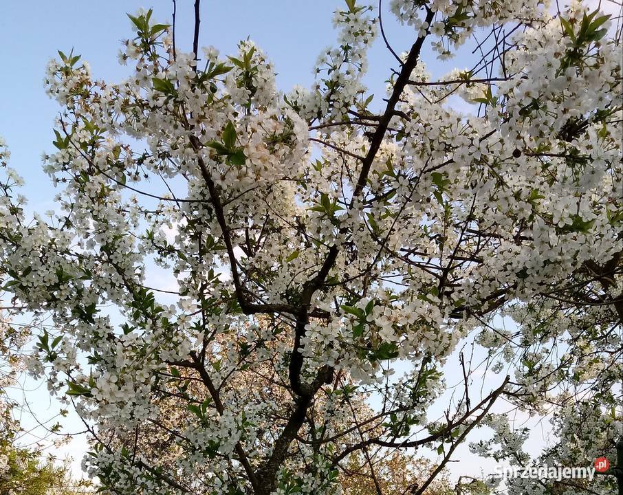 SPRZEDAM DZIAŁKE ROD Śrem