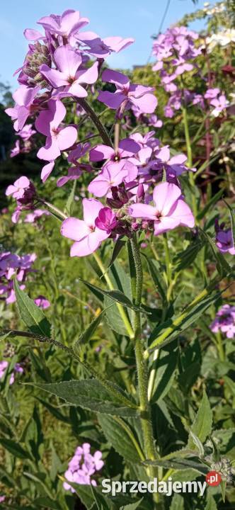 Wieczornik damski bylina do ogrodu pachnie małopolskie Nowy Sącz