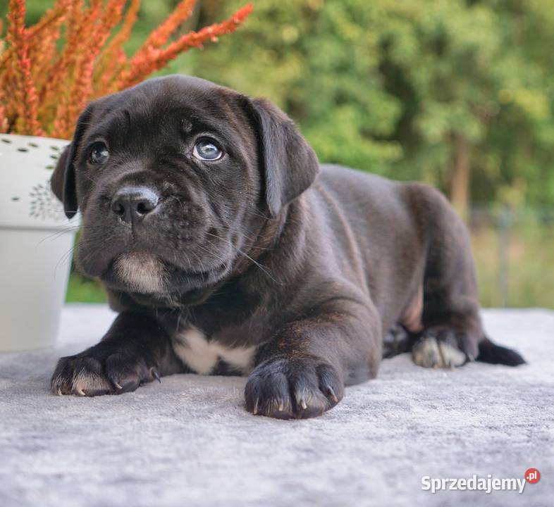 Szczeniaki Cane Corso ZKwP FCI Gończyce sprzedam