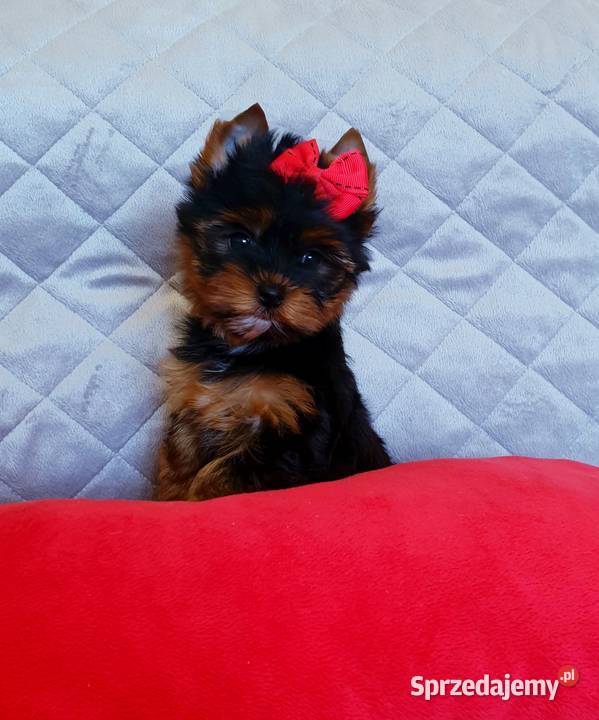 Cudowna perełka mini suczka York dziewczynka Orzesze