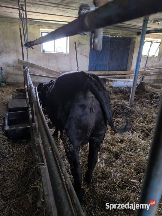 Jałówka wysokocielna HF ANGUS sprzedam