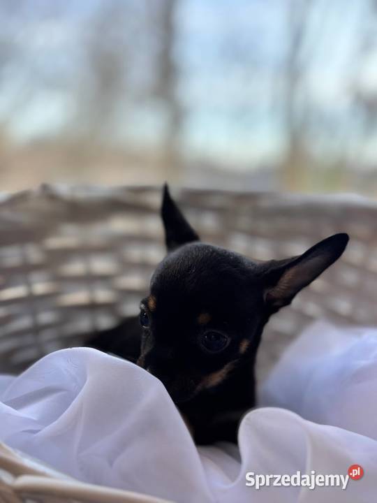 Ostatni szczeniak Toy Terrier mini piesek Psy Piotrków Trybunalski