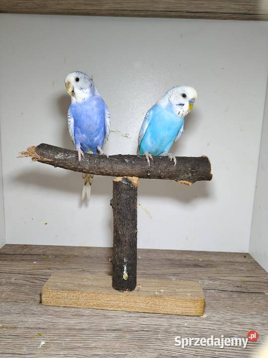 Sprzedam papużki faliste