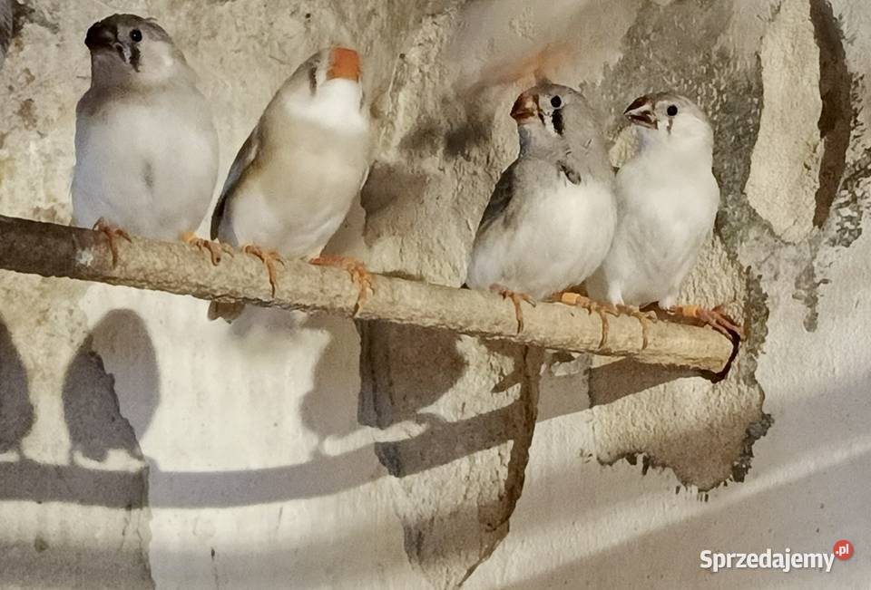 Sprzedam zeberki