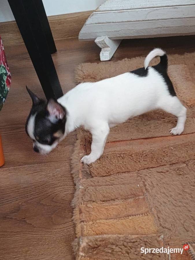 Chihuahua chłopiec DOLAR Kleszczów sprzedam
