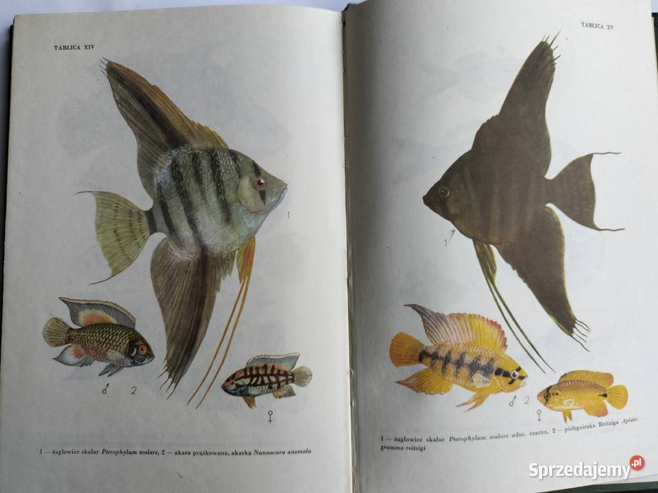 Ryby w akwarium Jerzy Ring Henryk Jakubowski biologia, ekologia