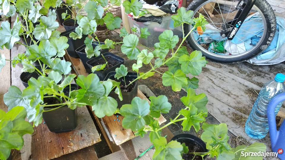 Sadzonki Pelargonia Nowe odmiany Kraków
