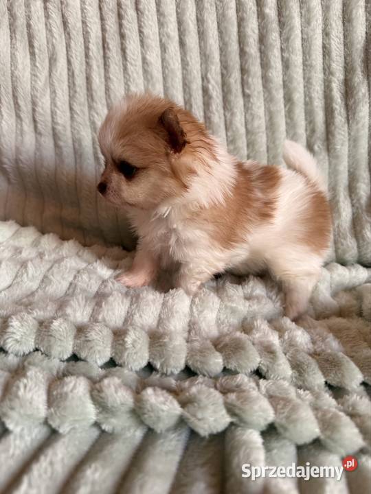 Szpic miniaturowypomeranian śląskie Zrębice