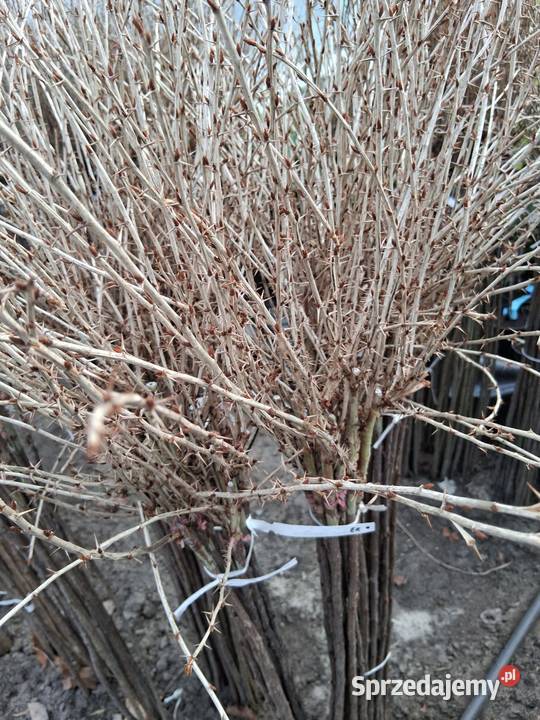 Porzeczki i agresty szczepione na pniu Poznań