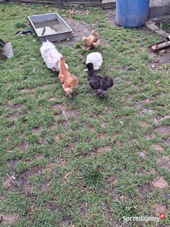 Kury silki dolnośląskie Miękinia