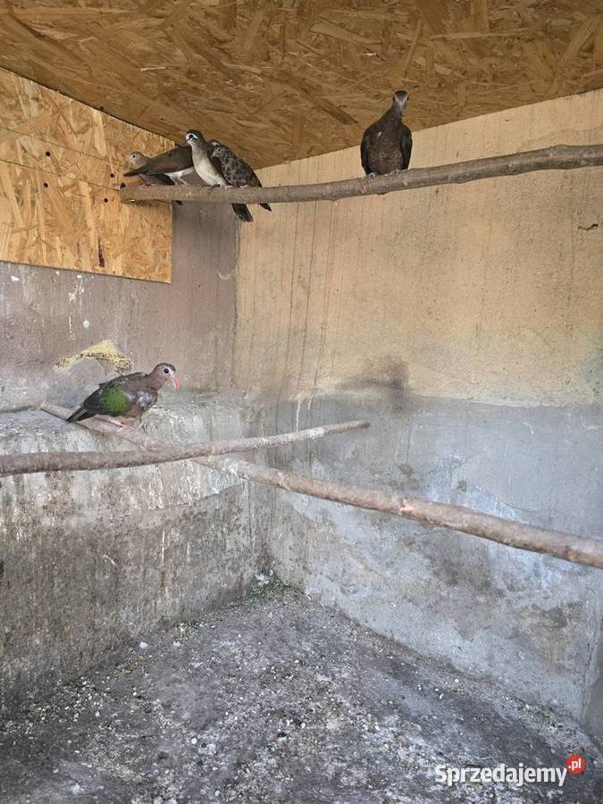 Gołabki zielonoskrzydłe Płużnica Wielka sprzedam