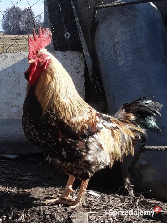 Kogut waydotta i rossa 2025 Niewiesz