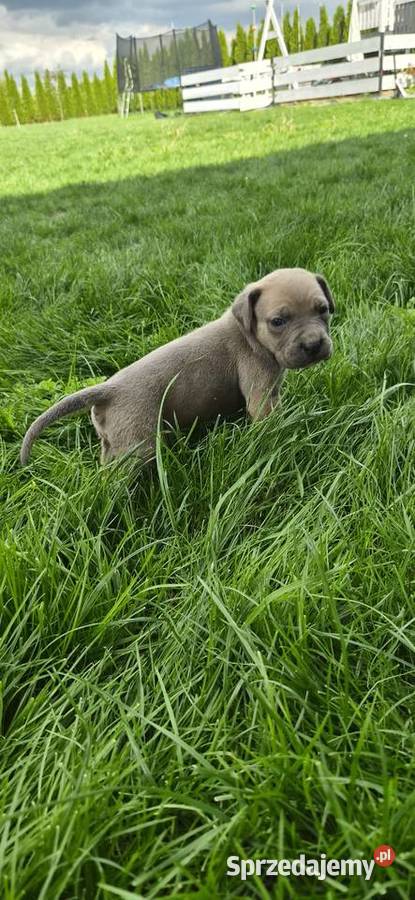 Szczenięta Cane Corso rodowodowe Bychawa