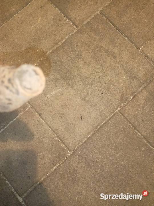 Indian 741 Akcesoria kujawsko-pomorskie Bydgoszcz