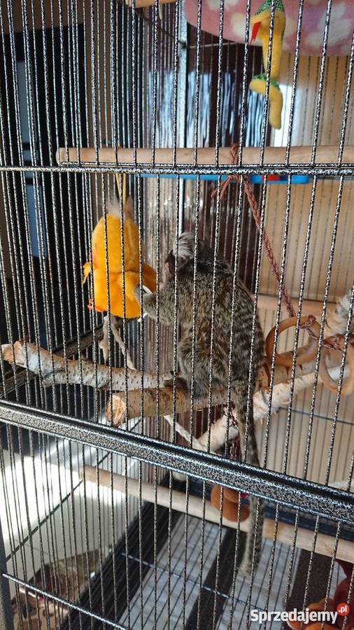 Małpka marmozeta białoucha Pozostałe podlaskie sprzedam