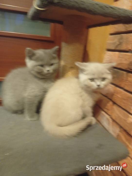 Kotka brytyjska liliowa i niebieska