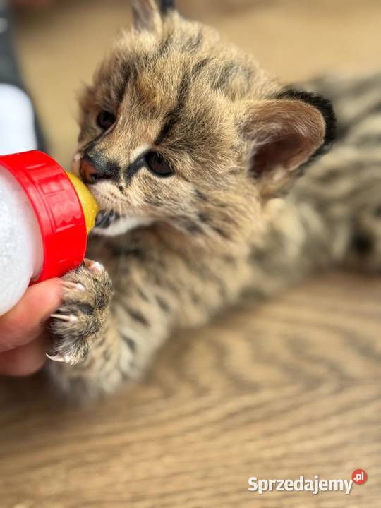 Serval afrykański młode butelka Pozostałe