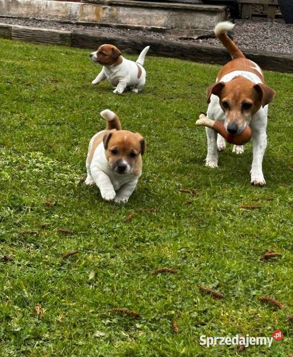 samiec i dwie suczki Jack Russell zachodniopomorskie Szczecinek sprzedam