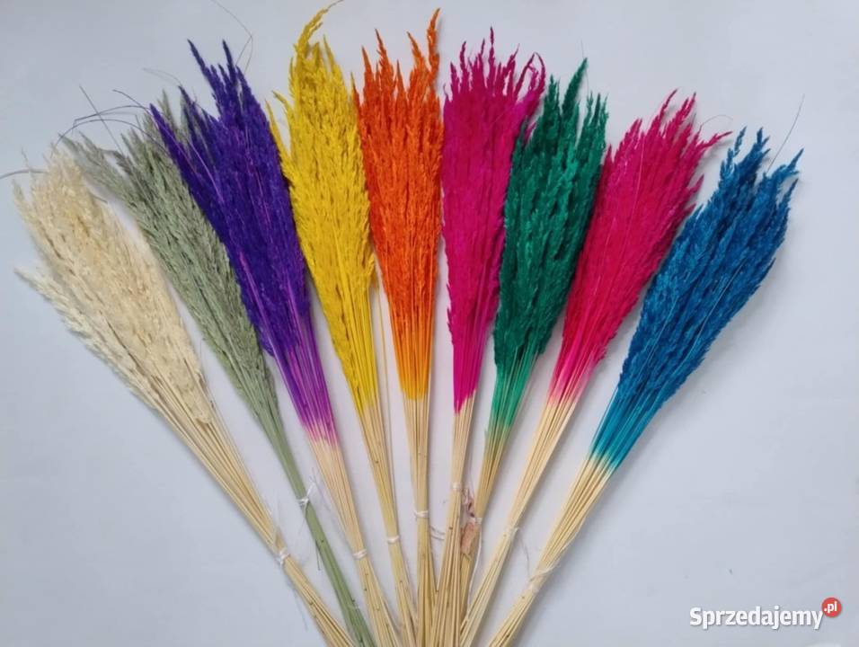 Suszone rośliny do palm bukietów sprzedam
