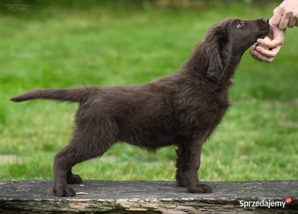 FlatCoated Retriever czekoladowe suczki ZKwP FCI Tarnów sprzedam