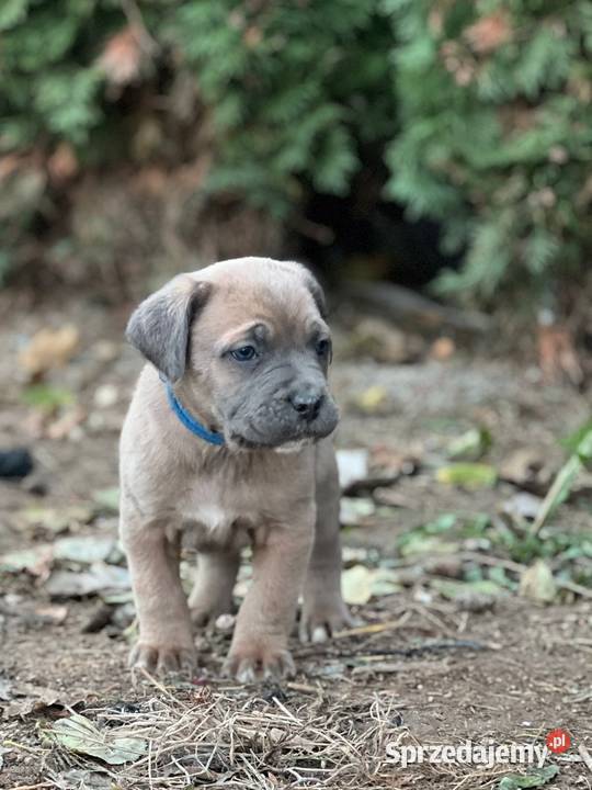 Cane Corso szczenieta rodowodowe błekitne i Bychawa sprzedam