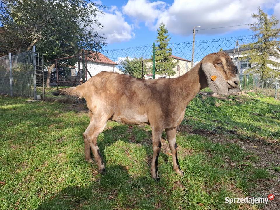 Kozy anglonubijskie Kozy lubelskie Kock
