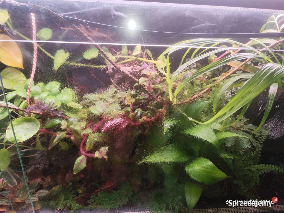 System zraszania do terrarium podlaskie