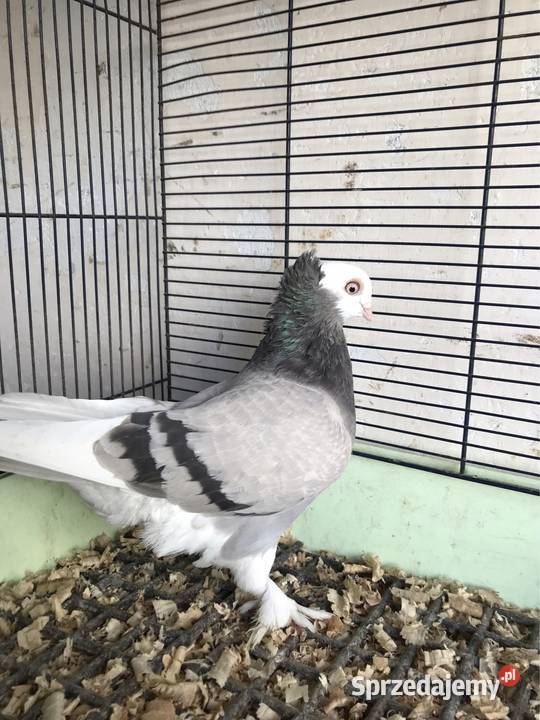 Mewka gołębie ozdobne Ptaki Przeginia