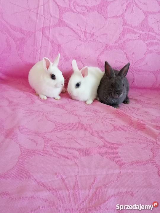 Króliczki karzelki króliczki miniaturki mazowieckie Radom