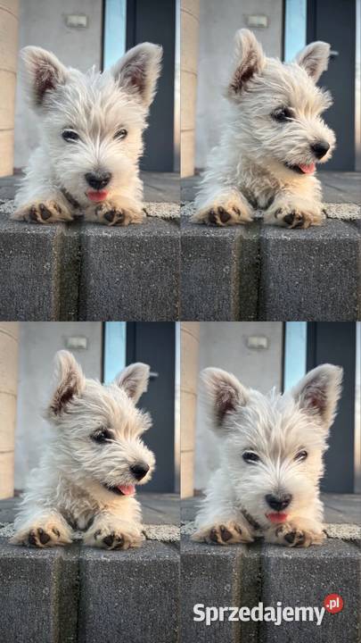 West highland white terrier Konopnica